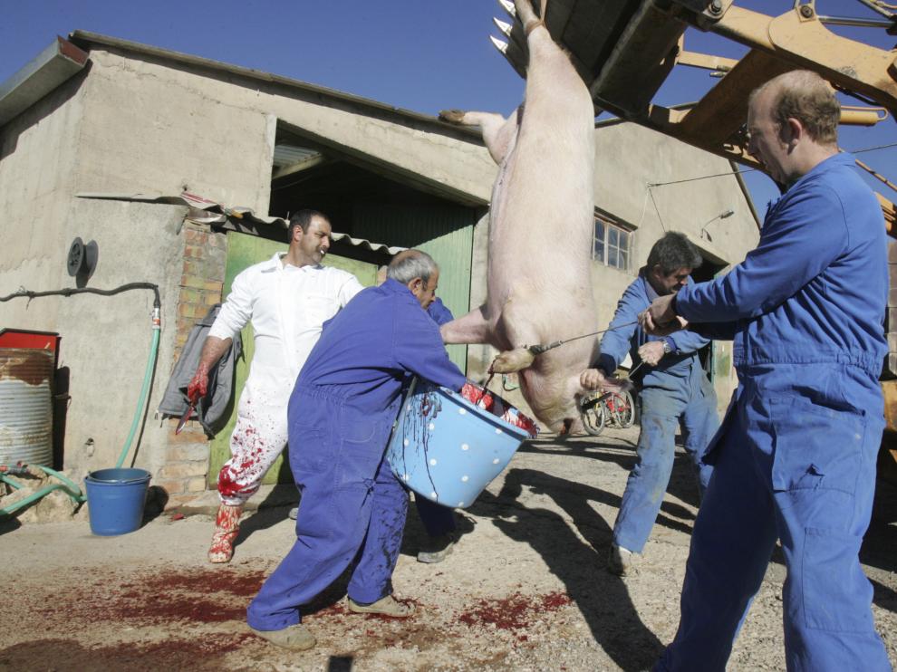 Una matacía particular en Bolea, en la que ya no se hace en público la muerte del cerdo.