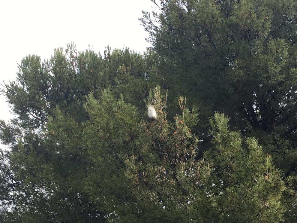 Pinos afectados por la procesionaria en Las Fuentes