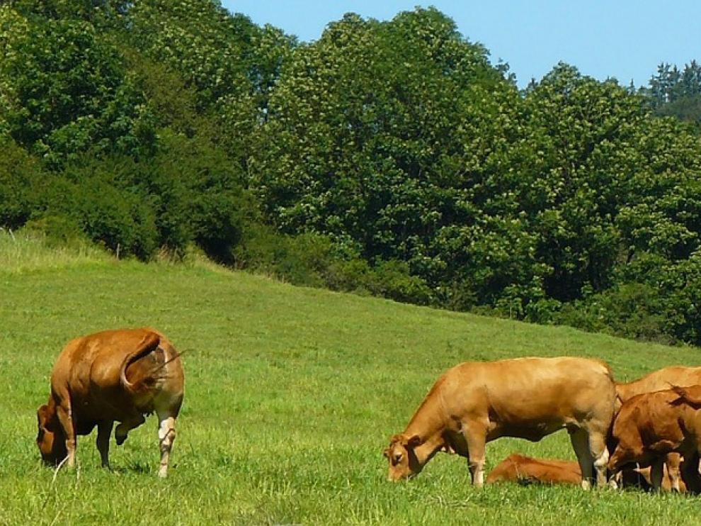 Vacas pastando.