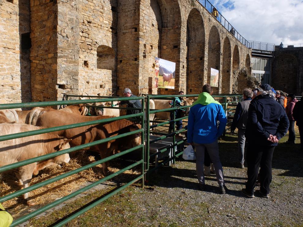 El sábado comenzaron a llegar al recinto del castillo los animales que se subastarán en la Ferieta.