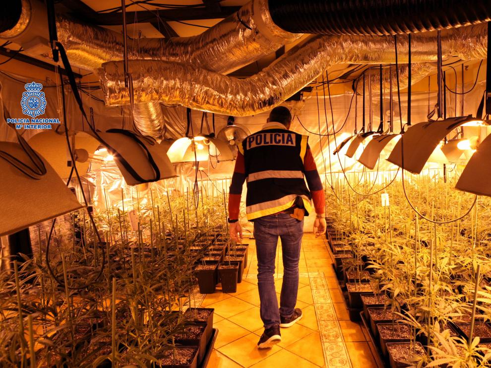 La Policía ha requisado más de 2.500 plantas de marihuana en dos chalés en La Muela.