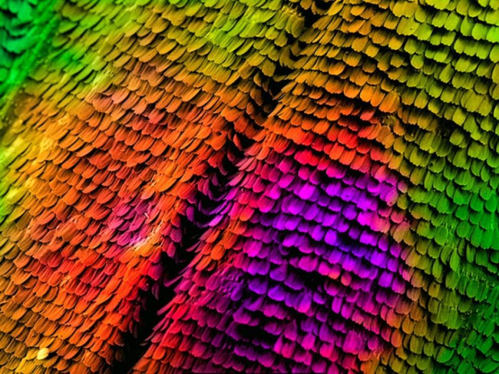 Las delicadas escamas de una mariposa en esta imagen seleccionada por el certamen Fotciencia deben su color a su estructura interna