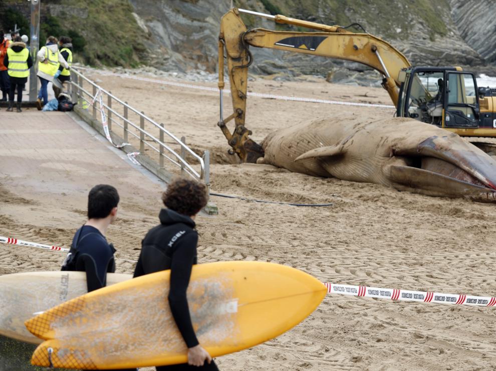 Los trabajos para sacar el animal de la playa han sido "costosos".