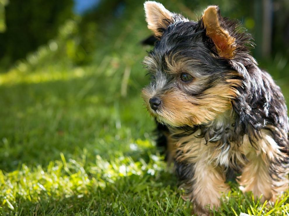 El perro del anciano era de raza, yorkshire, como el que aparece en la foto