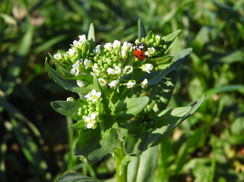 Pennycress, una especie vegetal cuyas semillas contienen un elevado porcentaje de aceite.