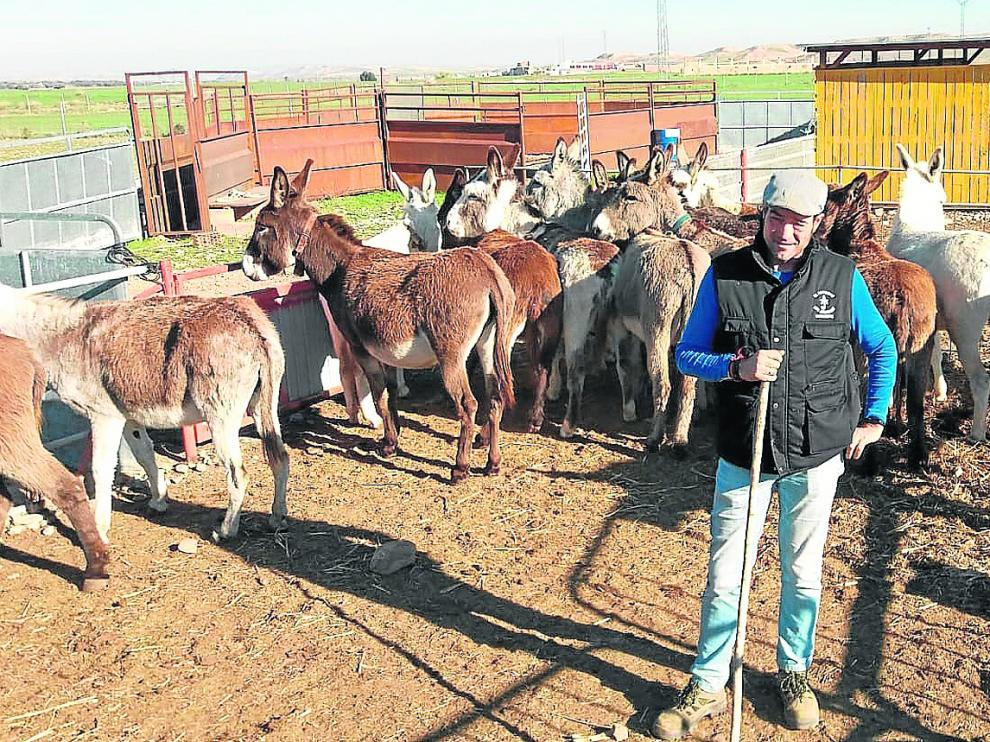 Jaime Serrano, con algunos de los burros que tiene en su granja escuela.