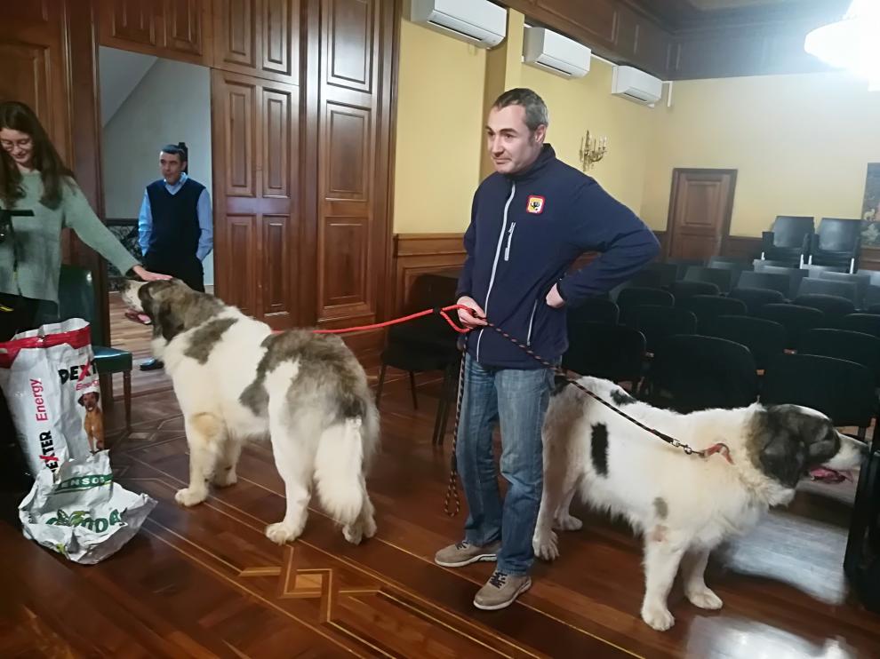 Los mastines Borruncho y Dafne, con su cuidador, en el salón de plenos del Ayuntamiento de Teruel