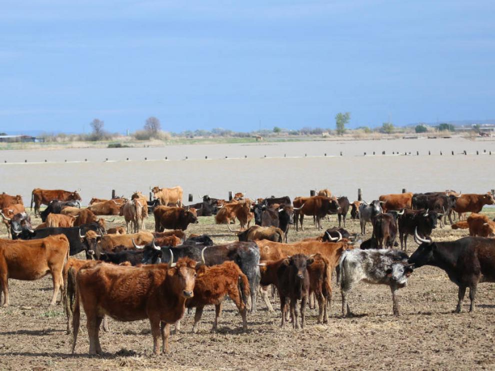 Reses de la ganadería la Rebomba, durante la riada de 2018.