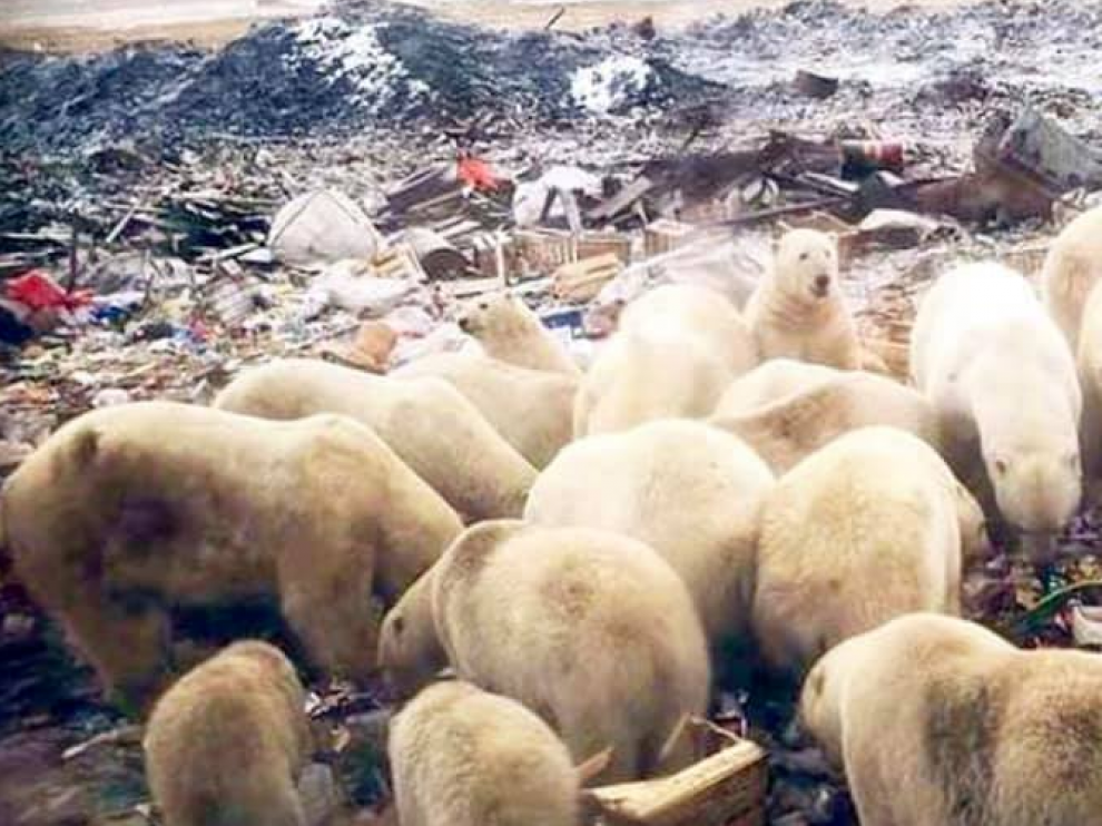 Los osos polares rebuscando comida en un vertedero del pueblo ruso.