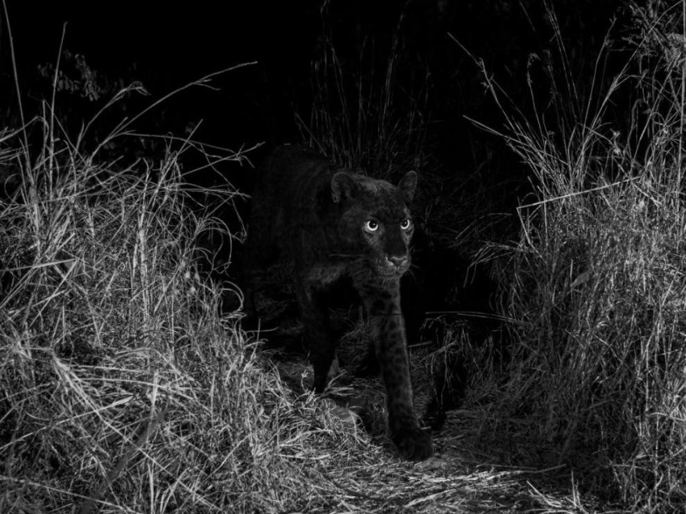 La primera foto del leopardo que Burrard-Lucas descubrió en su cámara.