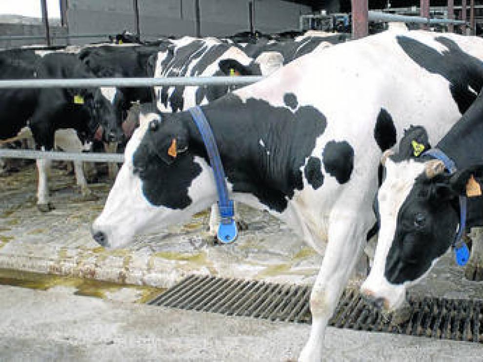 Los ganaderos de vacuno de leche llevaban años reivindicando la obligación de ofrecer información sobre el origen en el etiquetado de la leche.