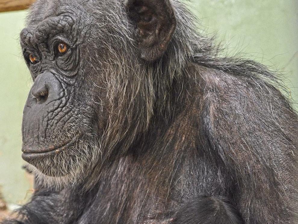 Nacen dos mellizos de chimpancé en Bioparc Valencia