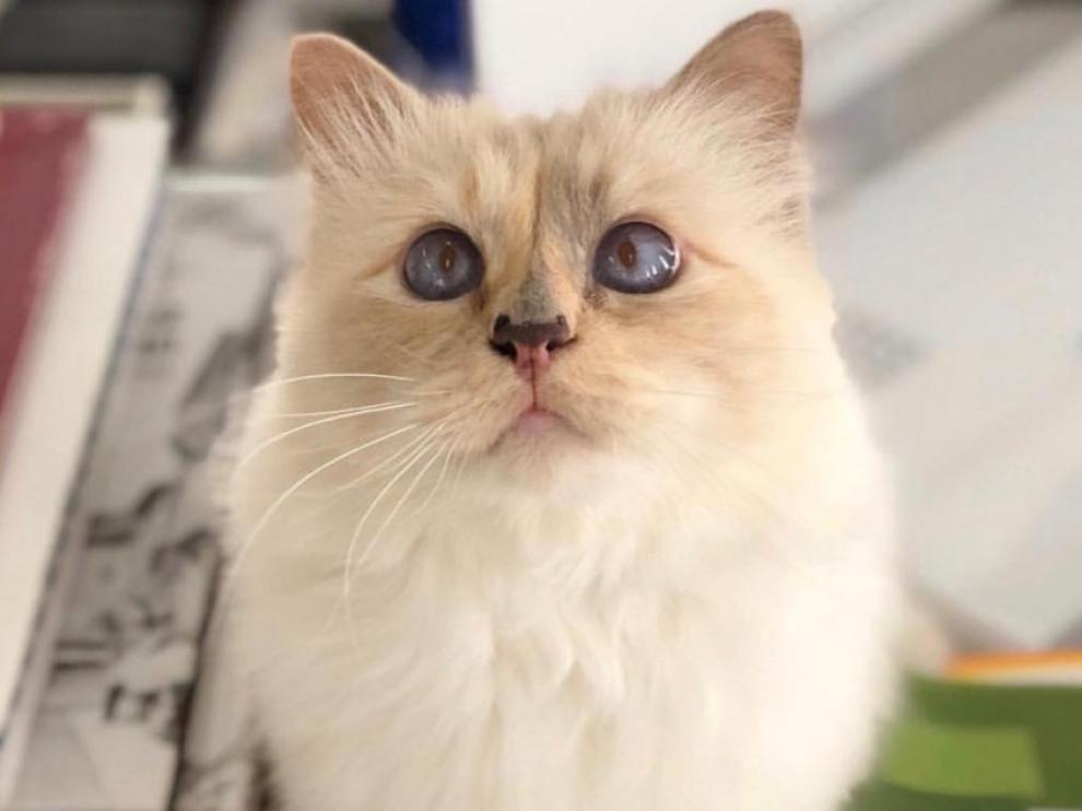 Choupette, la famosísima gata de Karl Lagerfeld