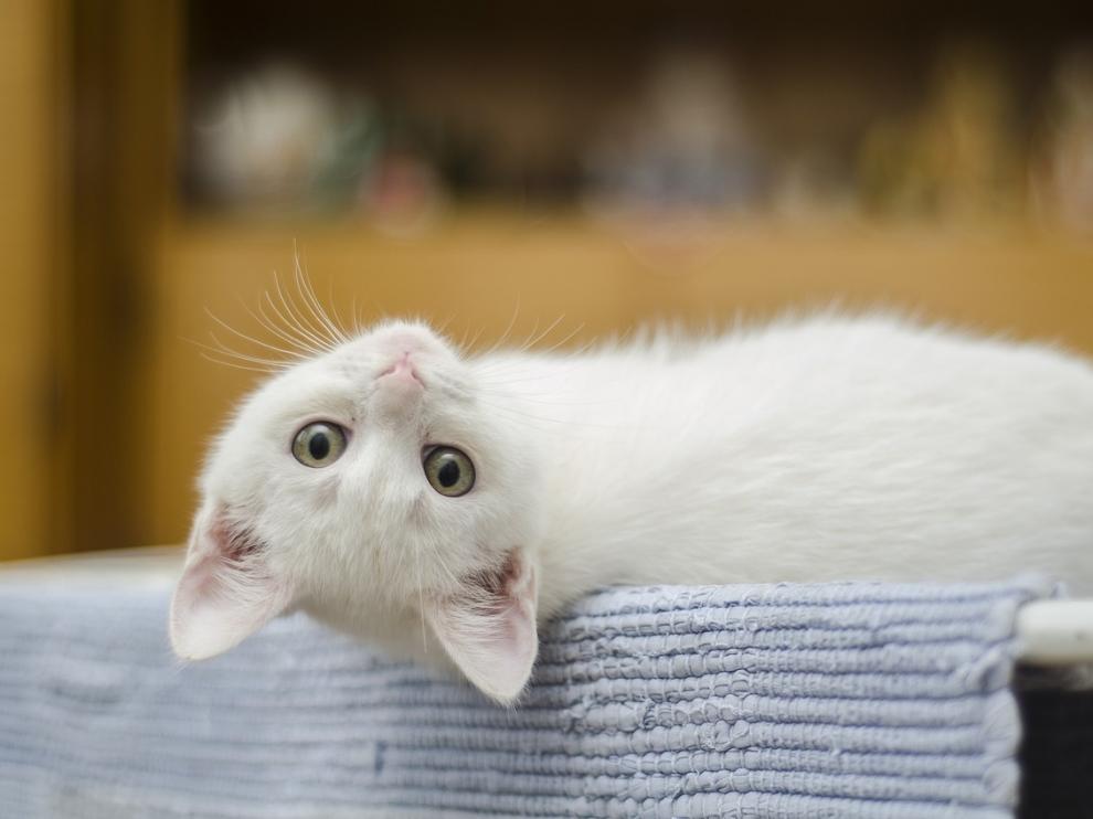 El mundo entero celebra el Día Internacional del Gato.
