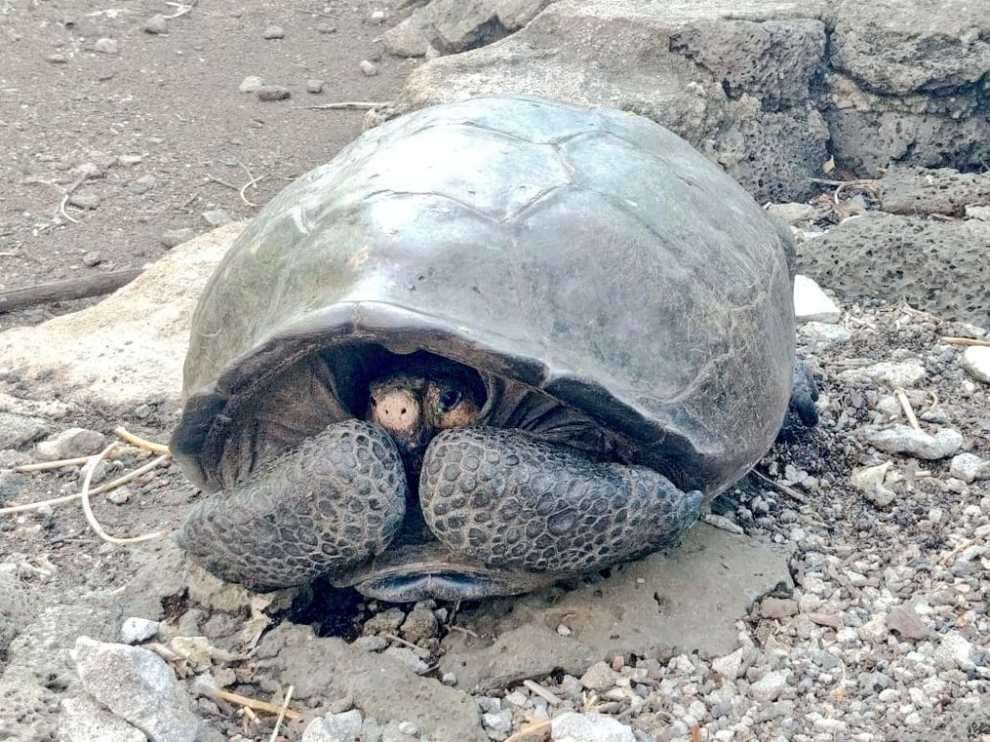 La tortuga encontrada en la isla de Fernandina