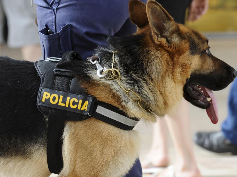 Los alumnos pudieron tocar, dar de comer e incluso pasear con correa a los perros policía adiestrados.