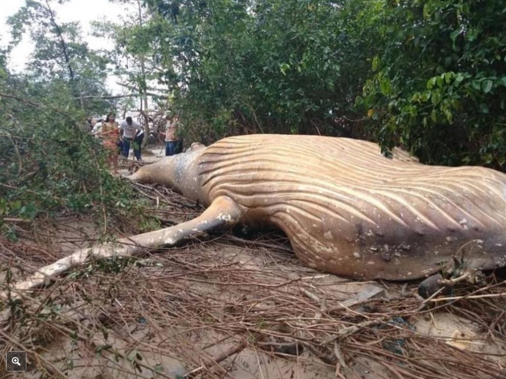 La ballena, en tierra y rodeada de manglares.
