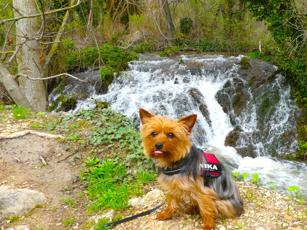 Nika, la yorkshire viajera, en el Monasterio de Piedra.