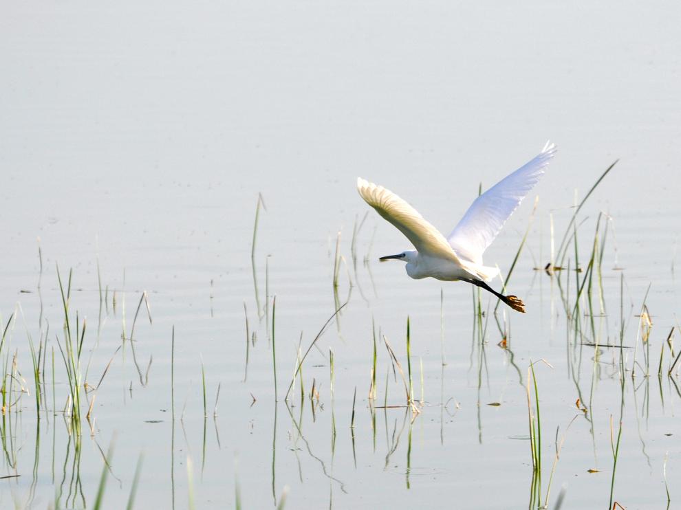 El mes de marzo es uno de los mejores para observar aves en la laguna de Sariñena.