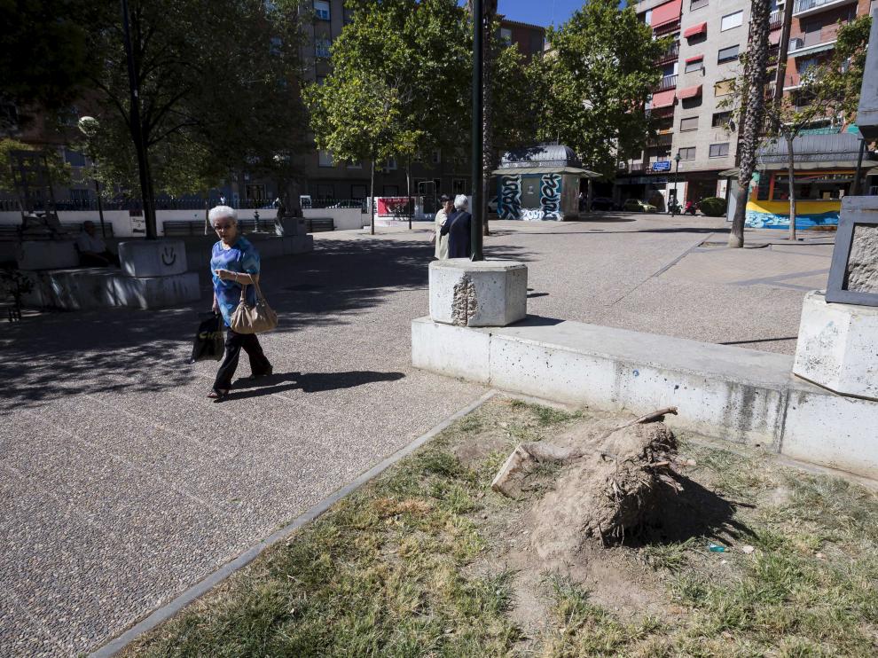 En la plaza Mayor de San José hay numerosos tocones de árboles talados.