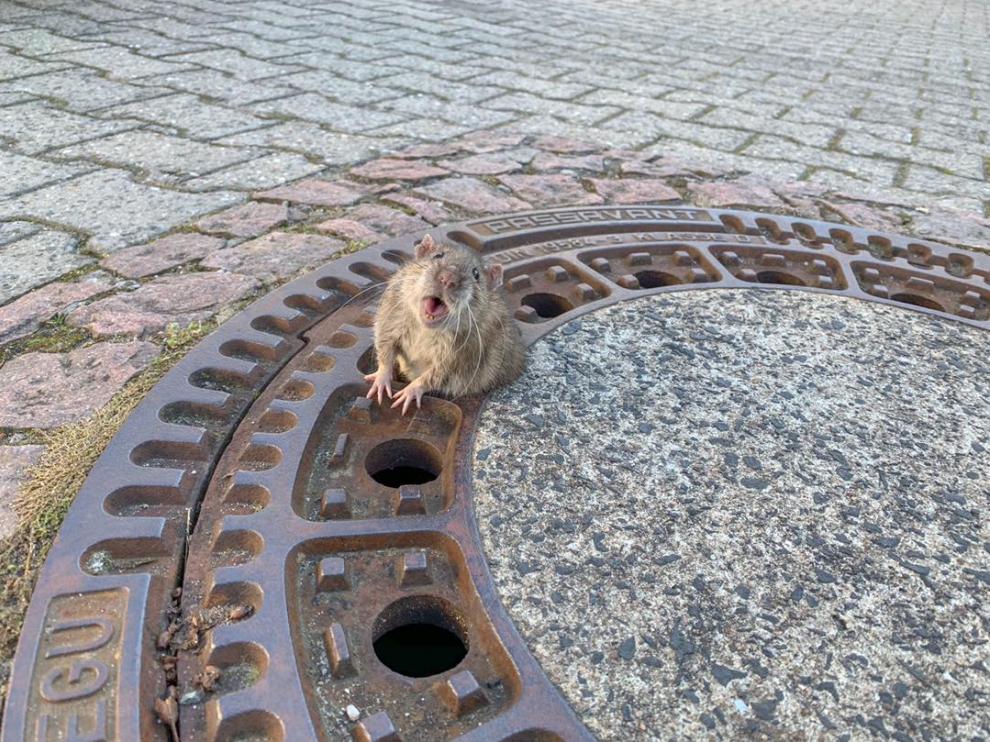 Rata atrapada en una alcantarilla.