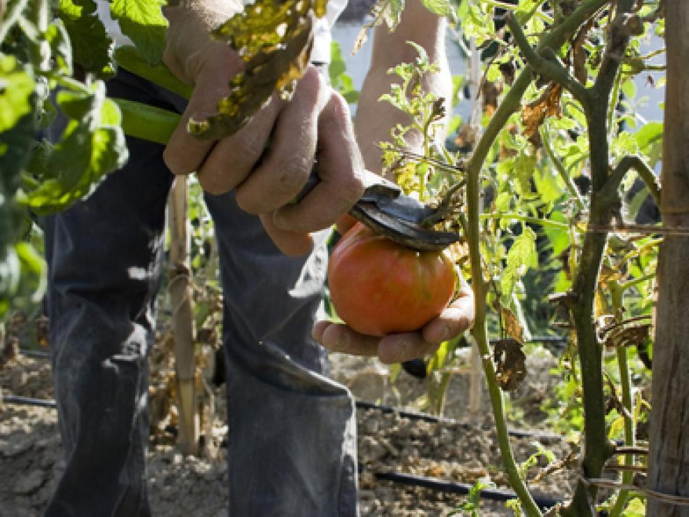 Huerta ecológica en Movera.