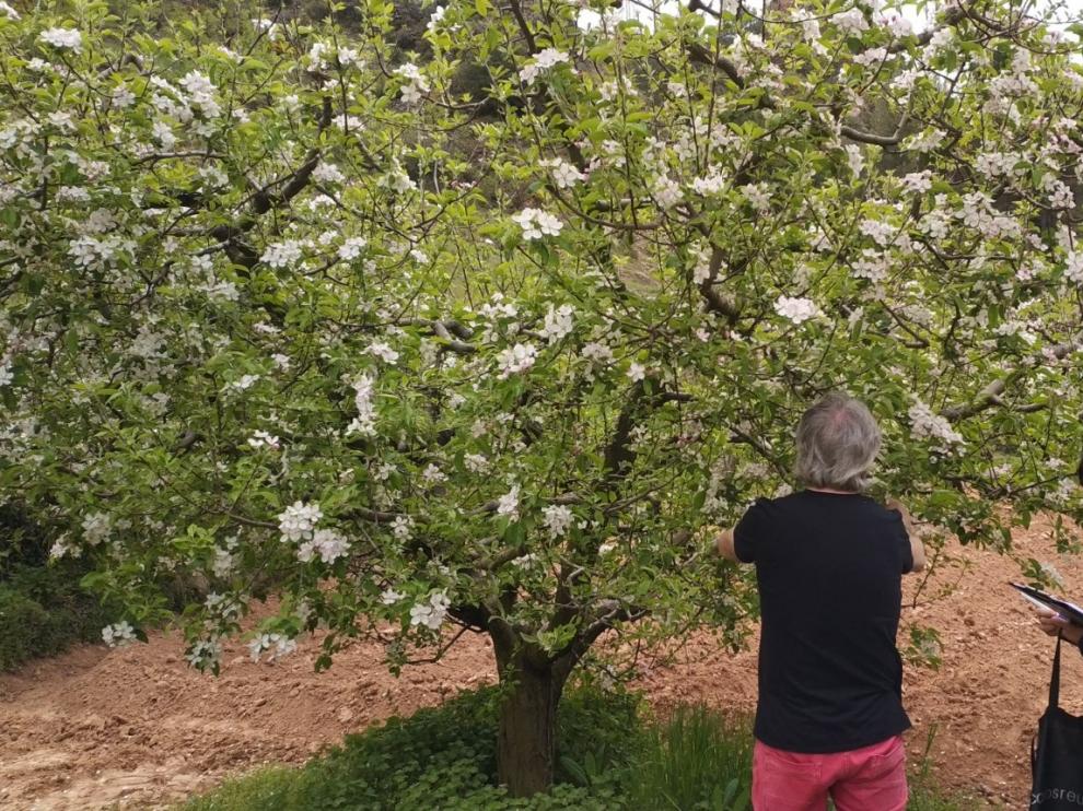 El CITA contribuye a la recuperación de las variedades frutales aragonesas.