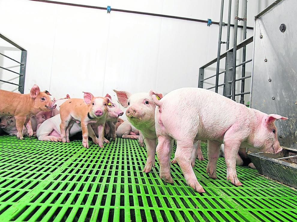 Animales en las instalaciones de una de las granjas certificadas de Costa Food.