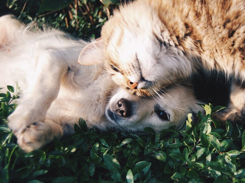 Los perros y gatos también sufren alergias primaverales.