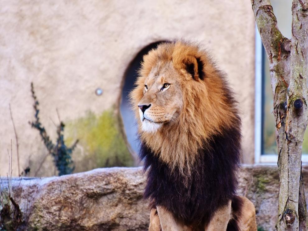 Muere un hombre atacado por un león al que tenía en su propiedad en República Checa