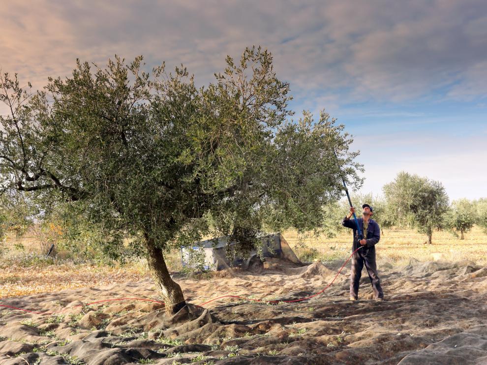 Recogida de aceituna en olivos centenarios de la cooperativa Niño Jesús de Ainzón (Zaragoza)