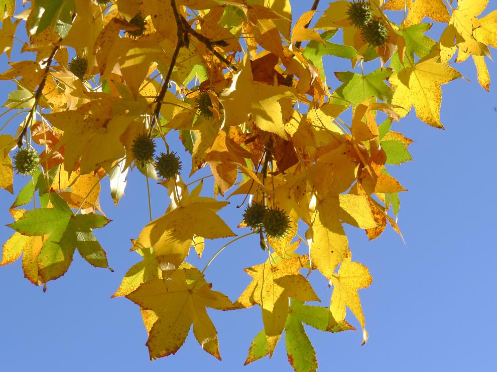 liquidambar
