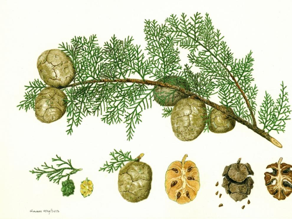 Cupressus-sempervirens