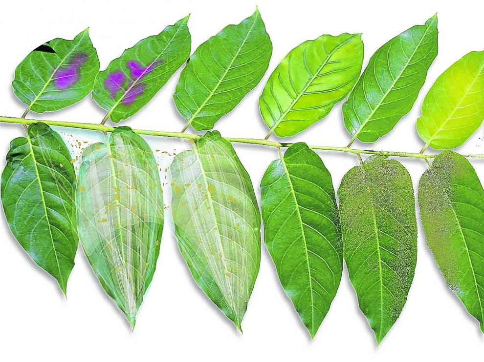 Imagen enfermedades plantas