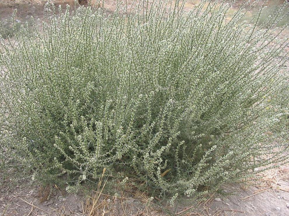 salsola