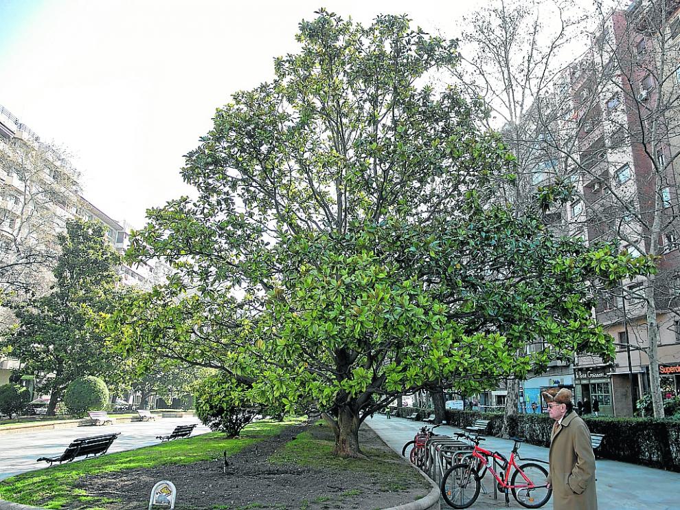 Uno de los ejemplares en el bulevar central del paseo, a la altura de San Ignacio de Loyola.