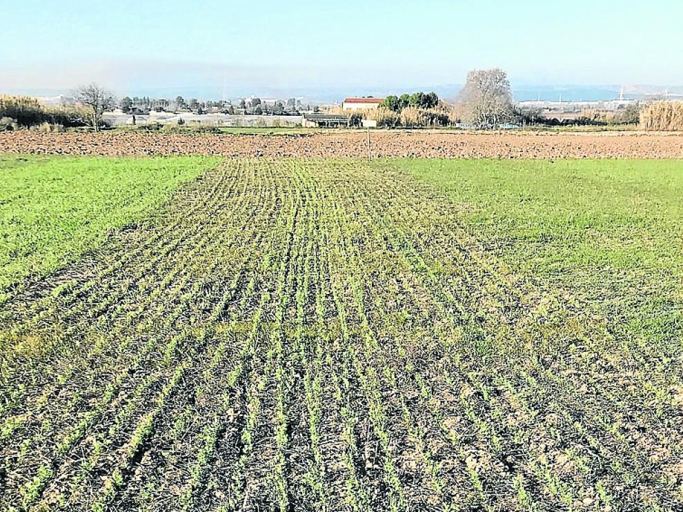 Ensayo de diversificación en secano localizado en Peñaflor.