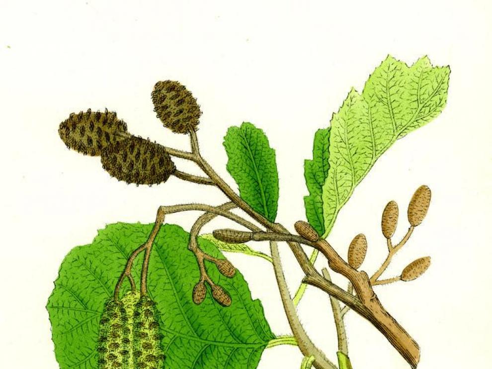 alnus