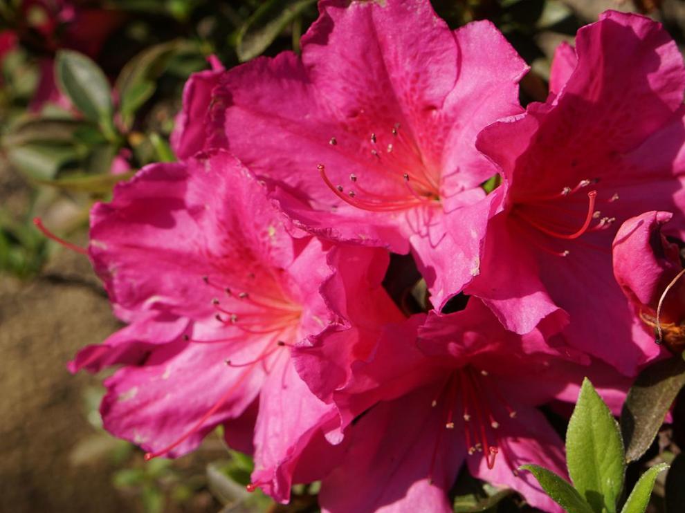 azalea
