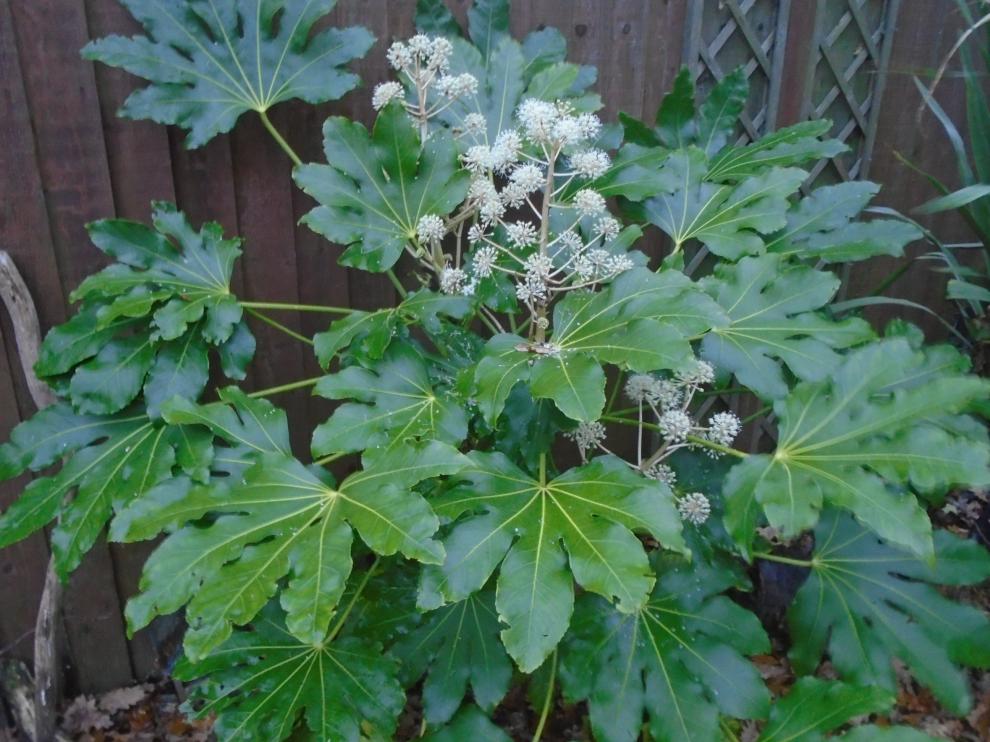fatsia