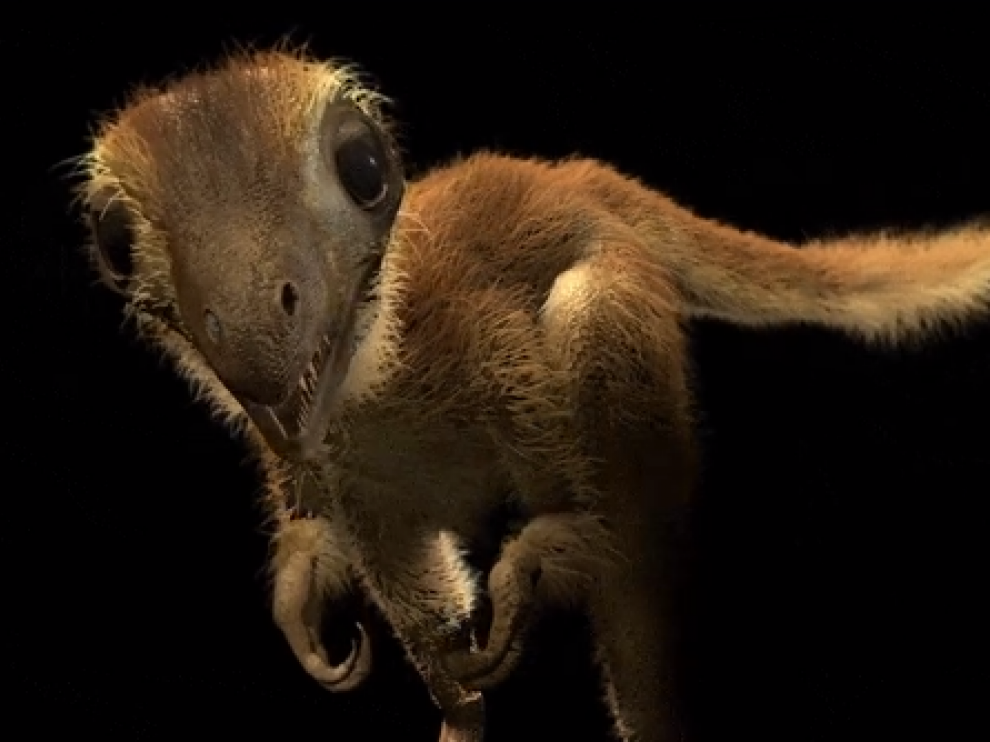 Igual que un polluelo, así era la cría de ‘Tyrannosaurus rex’