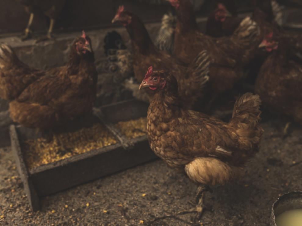 Un grupo de gallinas acaba con un zorro que quedó atrapado en su corral