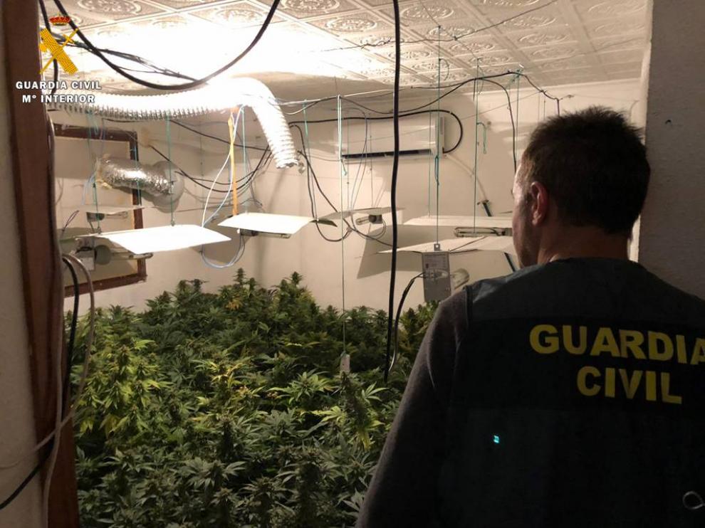 Cuatro detenidos por cultivar marihuana en un domicilio de Caspe