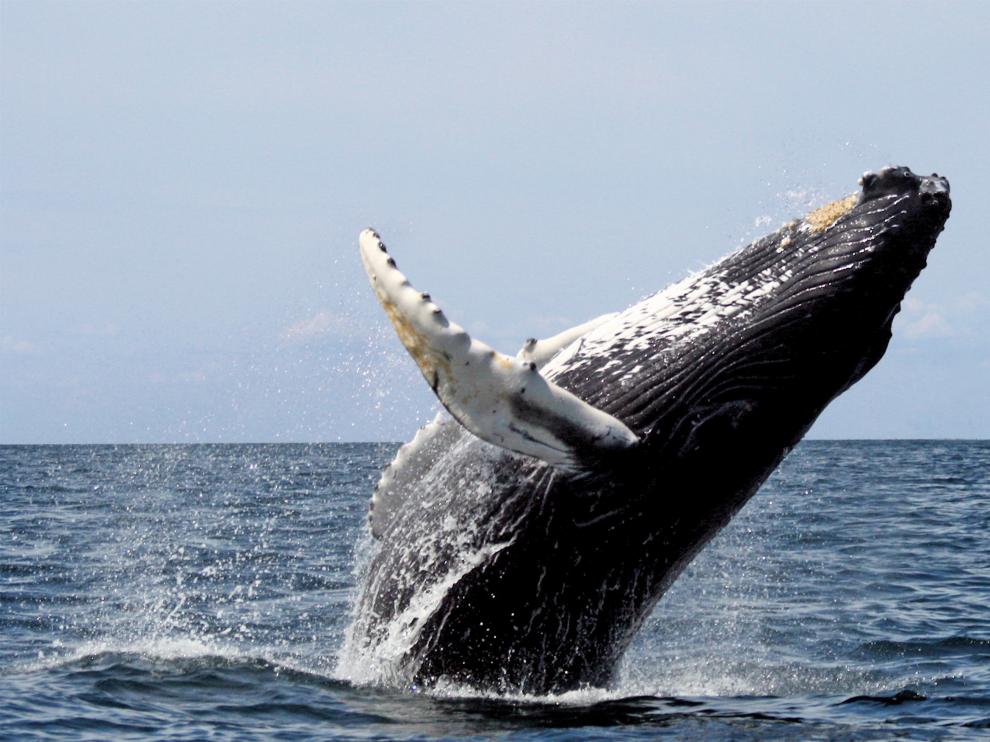 Encuentran 40 kilos de plástico dentro de una ballena muerta en Filipinas