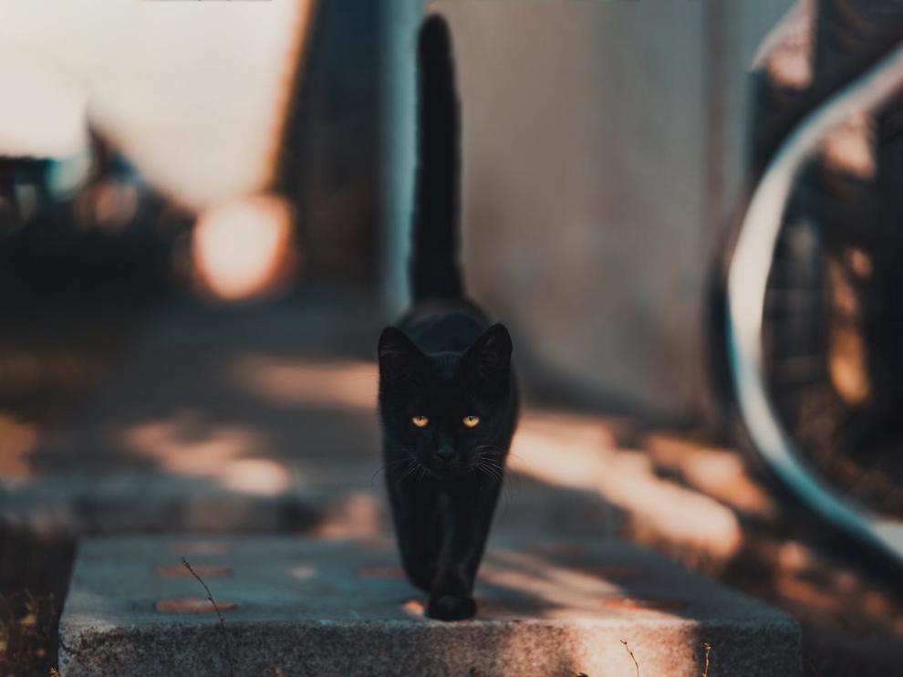 gato negro 2