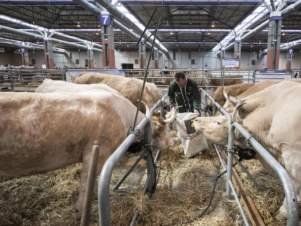 Un ganadero da de comer a ejemplares de bovino que se exponen en el Pabellón 7 de la Feria de Zaragoza, donde se celebra Figan.