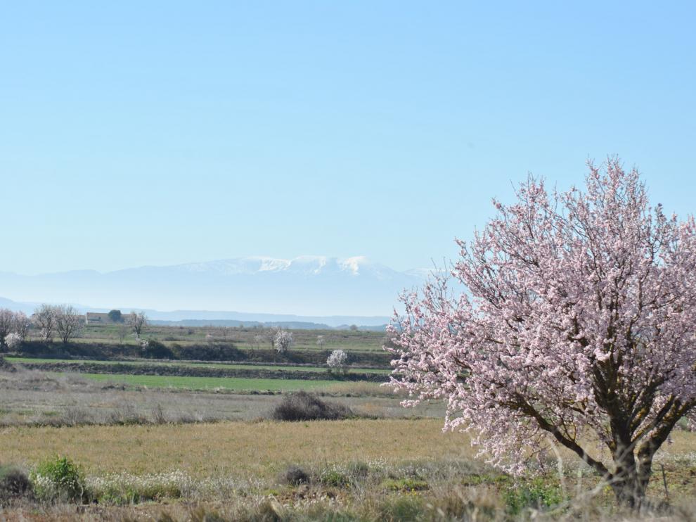 El Moncayo aparece al fondo de esta imagen tomada esta semana en la carretera de Sádaba a Pinsoro.
