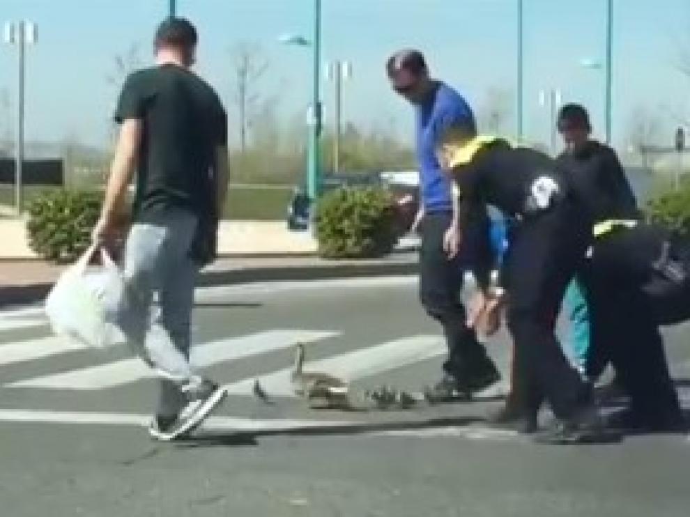 Agentes de la Policía de Zaragoza ayudan a una familia de patos a cruzar la calle.