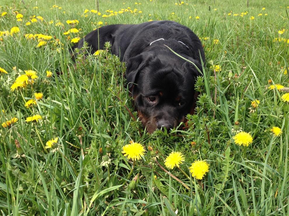 Ejemplar de perro Rottweiler.