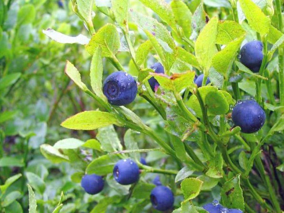 arandanos